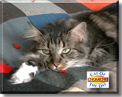 Chomicho, the Cat of the Day