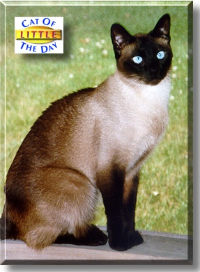 Little, the Cat of the Day