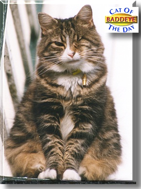 Baddeye, the Cat of the Day