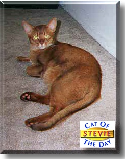 Stevie Ray Vaughn, the Cat of the Day