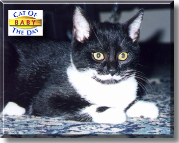 Baby, the Cat of the Day