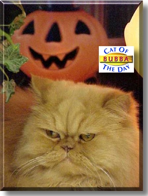Bubba Redford, the Cat of the Day