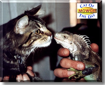 Mowgli Bones, the Cat of the Day
