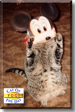 Yogi, the Cat of the Day