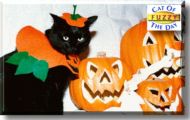 Fuzzy, the Cat of the Day