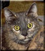 Tia