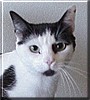 Obi Wan Kitty