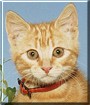 Marmaduke