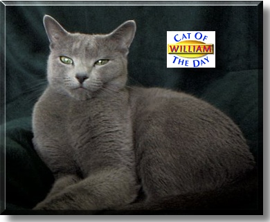 StarCats William Wellington, the Cat of the Day