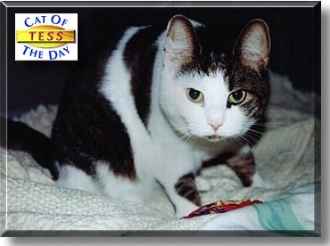Tess, the Cat of the Day