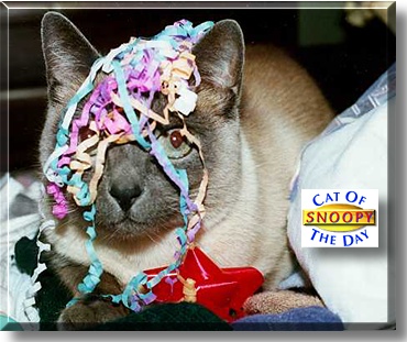 Snoopy, the Cat of the Day