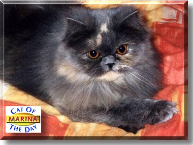 Marina, the Cat of the Day