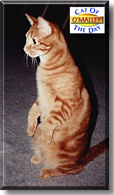 O'Malley, the Cat of the Day