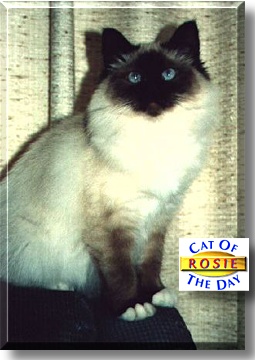 Rosie, the Cat of the Day