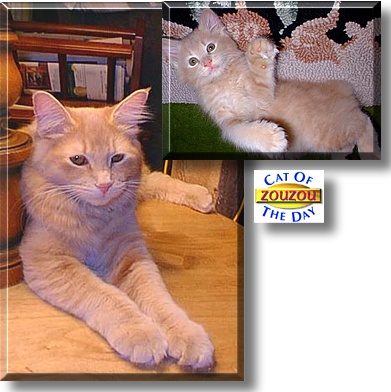 ZouZou, the Cat of the Day