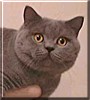 Greymeow