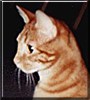 O'Malley