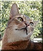 Bombadil