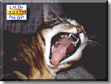 Rusti Dellinger, the Cat of the Day