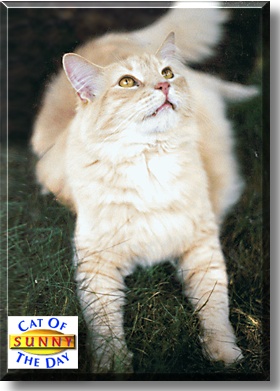 Sunny, the Cat of the Day
