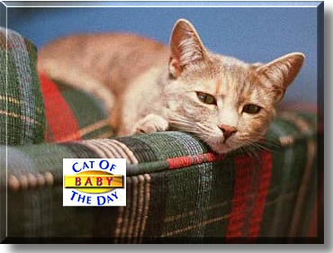 Baby, the Cat of the Day