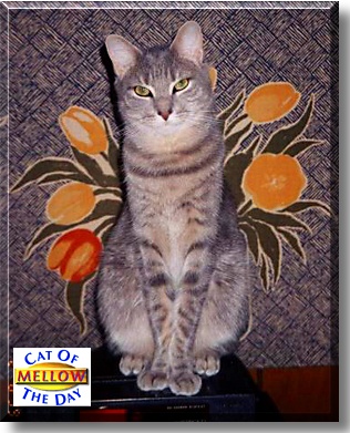Mellow, the Cat of the Day