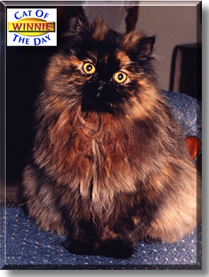 Winnie, the Cat of the Day