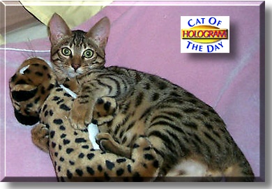 Hologram, the Cat of the Day