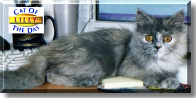 Lilly, the Cat of the Day
