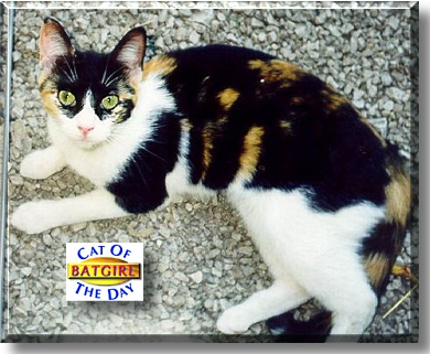 Batgirl, the Cat of the Day
