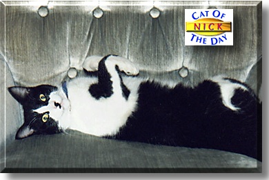 Nick, the Cat of the Day