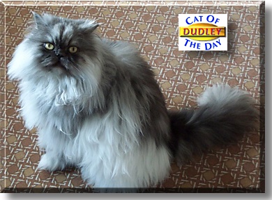 Dudley, the Cat of the Day