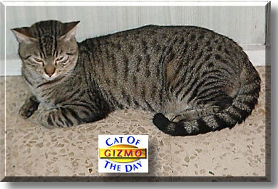 Gizmo, the Cat of the Day