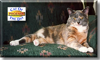 Phoenix, the Cat of the Day