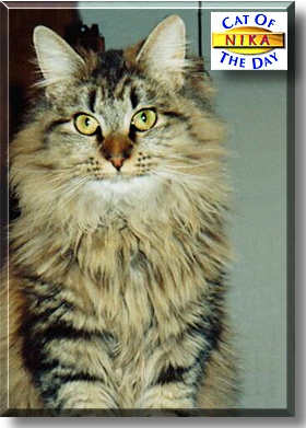 Nika, the Cat of the Day