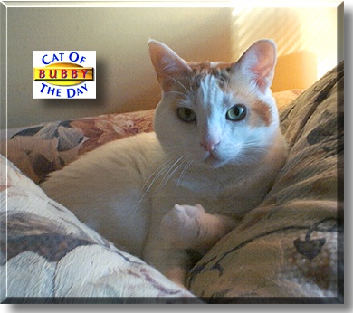 Bubby, the Cat of the Day