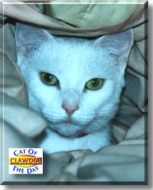 Clawdia, the Cat of the Day
