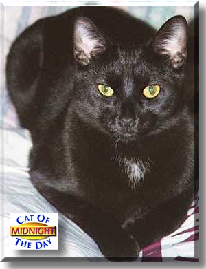 Midnight, the Cat of the Day