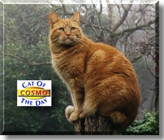 Cosmo, the Cat of the Day