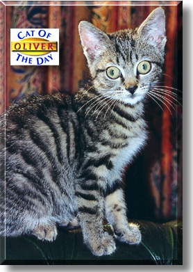 Oliver, the Cat of the Day