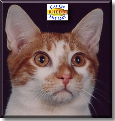 Rhedd Butler, the Cat of the Day