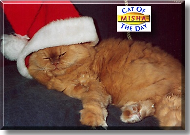 Misha, the Cat of the Day