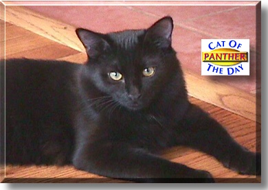 Panther, the Cat of the Day