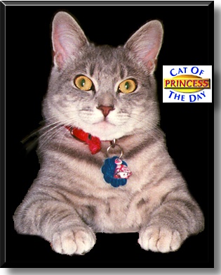 Princess, the Cat of the Day