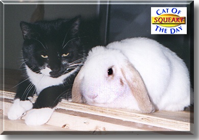 Squeaky, the Cat of the Day