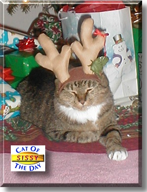 Sissy, the Cat of the Day
