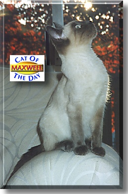 Maxwell, the Cat of the Day