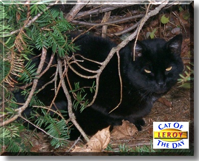 Leroy, the Cat of the Day
