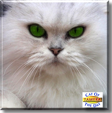Tameka, the Cat of the Day