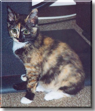 Crystal, the Cat of the Day